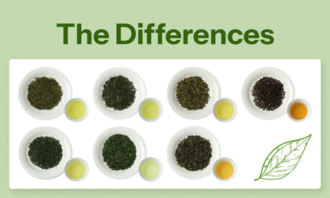 Green Tea, Black Tea, and Oolong Tea: What's the Difference?